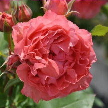 Corail Gelée / Корал желе